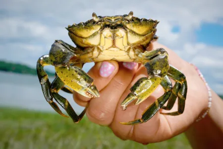 From pest to delight: New Englanders turning invasive green crab into popular meal